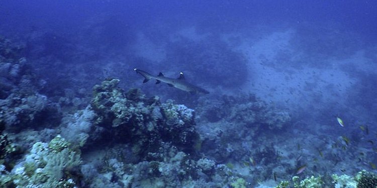 Shark Reef sharm el sheikh