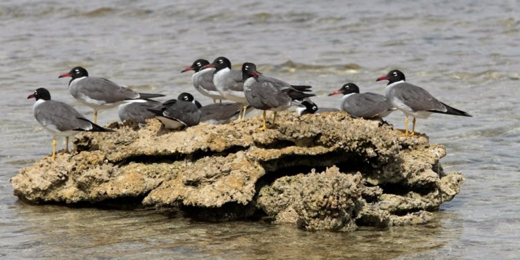 Some birds from Egypt