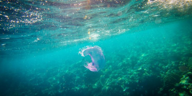 Marine Life Wonders; Jelly