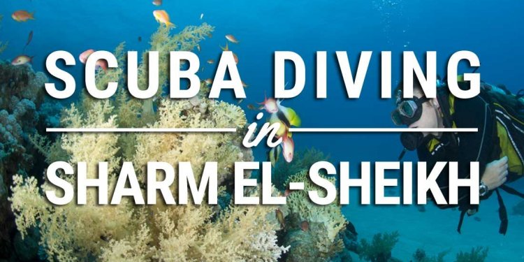 Diving In Egypt: The Charm Of
