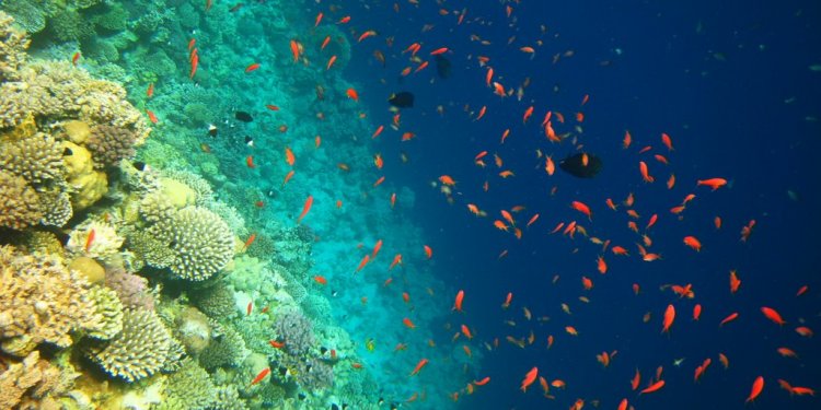 Diving Dahab Blue hole