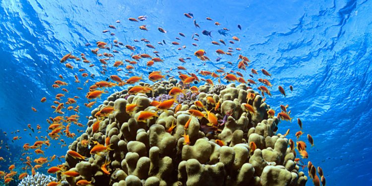 Scuba Diving Red Sea