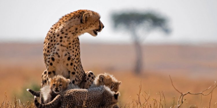 A mother leopard and her cubs