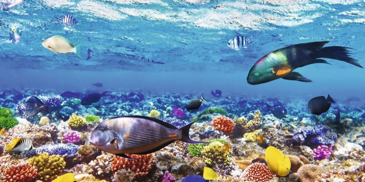 Sharm el-Sheikh