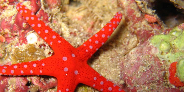 Estrella de mar, buceo en el