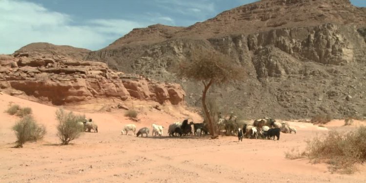 Nuweiba, Wadi Watir, Sinai