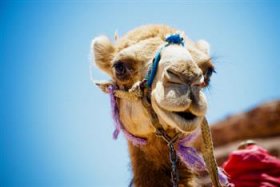 A friendly-looking camel in Egypt