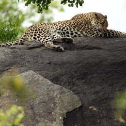 A leopard relaxes on a rock at Kruger nationwide Park in Southern Africa.