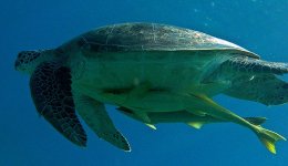 Abu Dabbab Dive Turtle