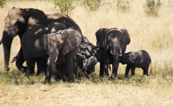 African safari vacation packages, African safari tours, African safari cost, inexpensive African safari vacation packages, knowledge African safari tours, reasonable African safari cost