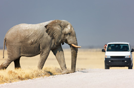 an elephant stepping on front of a safari van