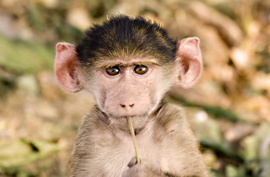 baby baboon with a stick with its lips