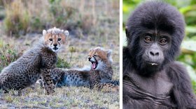 Best African Safari Tours - Luxury Kenya Safari & Uganda Gorillas