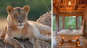 most readily useful African Safari Tours: Our top Picks