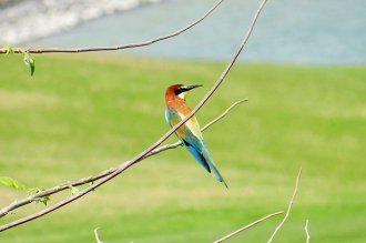 Birdlife on the greens at the Stella Di Mare Golf Hotel.