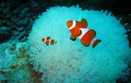 Clown fishes waiting facing their blue anemone home, Clownfish