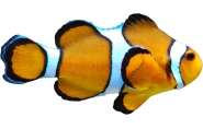 Clownfish