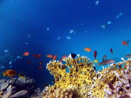 Colorful red coral reef, Red Sea, Egypt