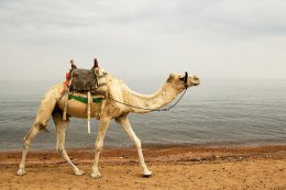 Dahab Camel Desert