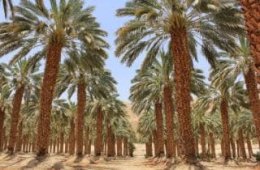 Date palms in Ein Gedi, Israel