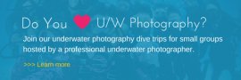 discover our underwater photo diving trips