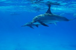 Dolphin House, Sha'ab Samadai Reef