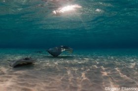 dyk cayman dyk cayman