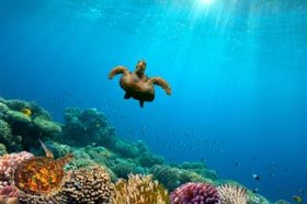 Green Sea Turtle cycling over Coral Reef, Red water, Egypt