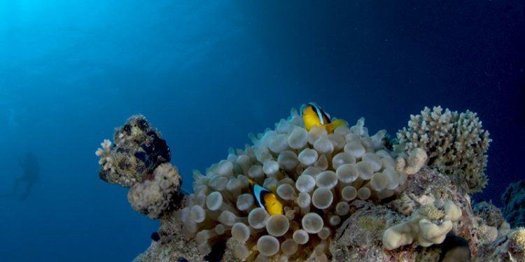 Sharm Diving