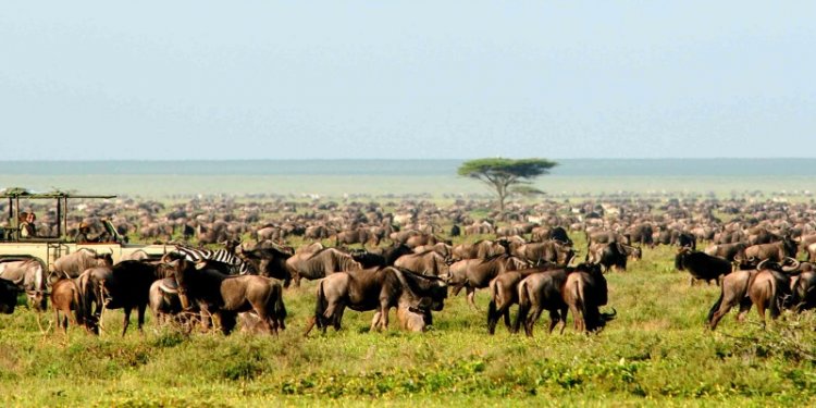 African Safari Vacation Packages Cost