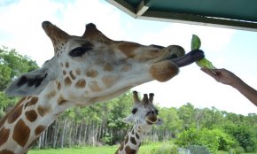 Lion Country Safari, Inc. - Western West Palm seashore: $23 for just one 1-Day Admission Ticket with Parking at Lion nation Safari ($40 worth)