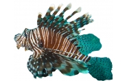 Lion Fish