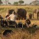 Africa Trips Packages Trip
