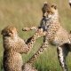 African Safari Tours Packages