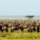 African Safari Vacation Packages Cost