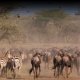 Safari Vacation Packages