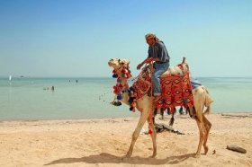 Sharm el Sheikh camel from the beach