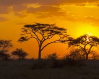 Africa Tours from USA