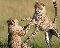African Safari Tours Packages