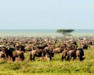 African Safari Vacation Packages Cost