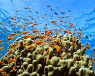 Diving Hurghada Egypt