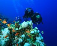 Egypt Scuba diving Holidays