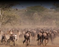 Safari Vacation Packages