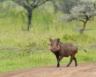 Vacation Packages to Kenya