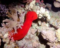 Weather in Dahab Egypt