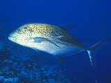 Trevally