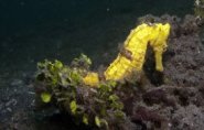 Yellow Seahorse in Lembeh Strait