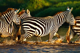 zebras crossing a lake